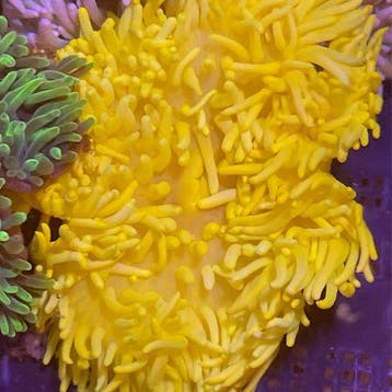 Heteractis Malu Geel S (3 - 4 cm), Dieren en Toebehoren, Ophalen of Verzenden, Nieuw