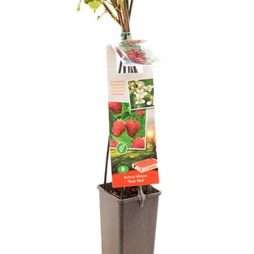Framboos TwoTimer® Sugana Red® container (P11) Wit, Tuin en Terras, Verzenden