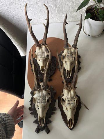 Ree Schedel van een zoogdier - Inconnu - 40 cm - 18 cm - 0