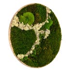 Vintlux Mosschilderij Rond 40 cm Ongelakt Eiken - Svendborg, Nieuw