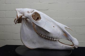 Steppezebra Schedel - Equus quagga - 46 cm - 30 cm - 20 cm-, Nieuw
