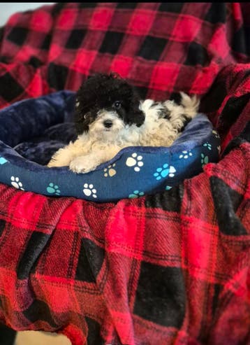 BOOMER / MALTIPOO PUP!  Teefje., Parvo, 8 tot 15 weken, Meerdere, Nederland