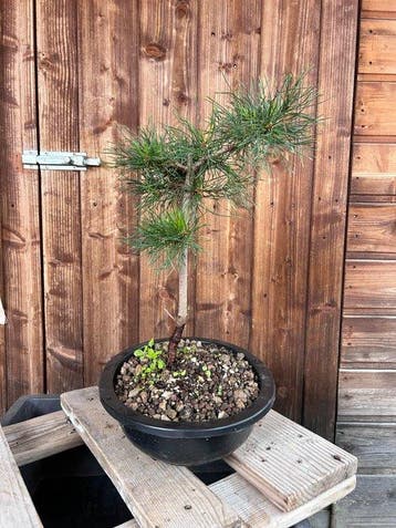 Den bonsai (Pinus) - Hoogte (boom): 40 cm - Diepte (boom):