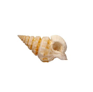 Nassaria recurva – 35 mm – Perfecte GEM-kwaliteit uit Bohol