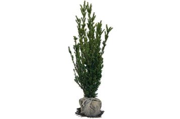 Taxus Hilli, Wintergroene, laagblijvende haag, GEEN BESSEN!, Ophalen of Verzenden, Taxus, Haag, Minder dan 100 cm