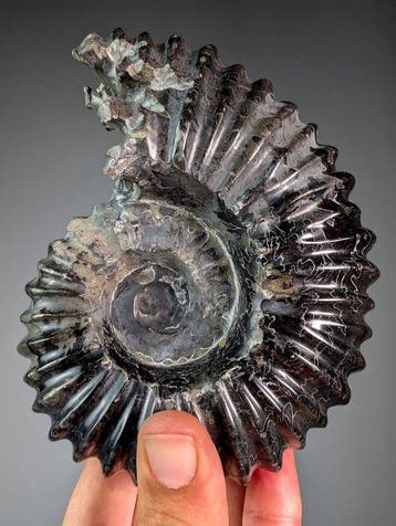 Hematiet Ammoniet - Gefossiliseerde schelp - Douveillicera, Verzamelen