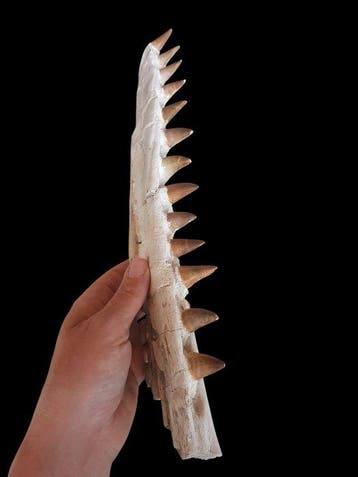 Mosasaurus - Fossiele tanden - 8 cm - 45 cm, Verzamelen