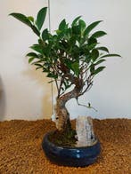 Vijgenboom bonsai (Ficus) - Hoogte (boom): 31 cm - Diepte