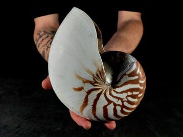 Grote nautilusschelp Taxidermie volledige montage - Nautilus, Verzamelen, Nieuw