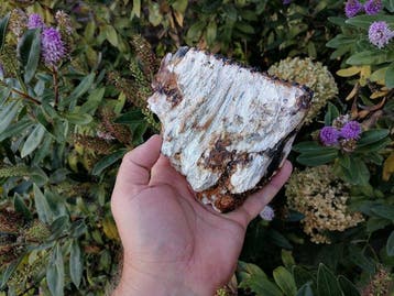 Wolharige mammoet - Fossiele kies - Mammuthus primigenius, Verzamelen