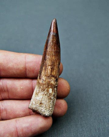 Spinosaurus - Fossiele tand - Spinosaurus aegyptiacus