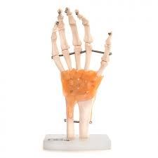 Anatomisch Handmodel ST-ATM 18, Diversen, Verpleegmiddelen, Nieuw, Verzenden