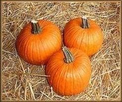 Racer F1 pompoen kleinverpakking zaden, Hobby en Vrije tijd, Knutselen, Nieuw, Ophalen of Verzenden