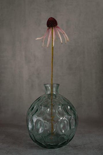 Brigite Buko - Echinacea Purpurea