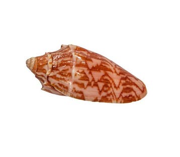 Cymbiola vespertilio (70 mm, Toptoestand GEM) – Uitstekend