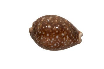 Pacifische koraalslak: Cypraea vitellus (70 mm) –, Nieuw