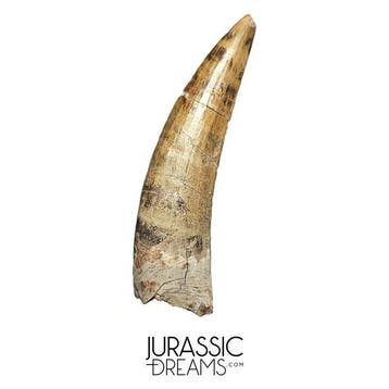 Mooi bewaarde Suchomimus tenerensis-spinosauride dinosaurus