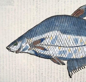 Aldrovandi; Fish, Silver Bream, Crucian Carp - Folio with 2