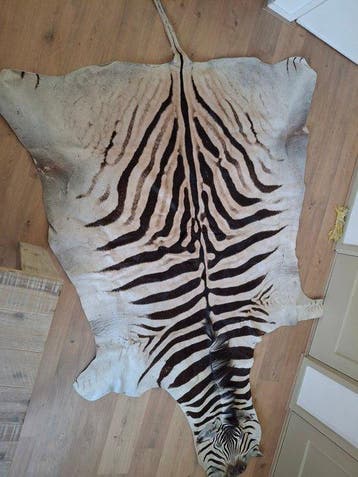 Zebra Balg - Mooie Zebrahuid - 335 cm - 185 cm - 0 cm -, Nieuw