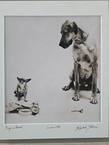 Michael Joseph (1941-) - Dogs and bones - unique studio shot