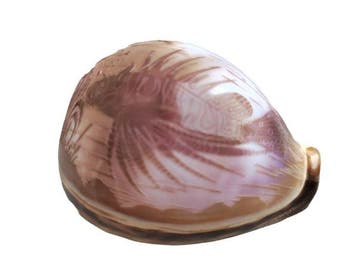 Zeeslak Zeeschelp - Cypraea tigris (Zonder minimumprijs)