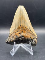 Megalodon - Fossiele tand - Otodus Megalodon - 7.52 cm -, Verzamelen