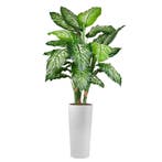 Dieffenbachia kunstplant, H175cm, Ophalen of Verzenden, Overige soorten, 150 tot 200 cm