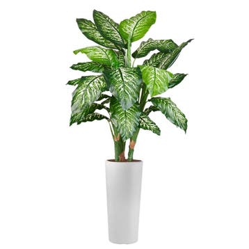 Dieffenbachia kunstplant, H175cm, Ophalen of Verzenden, Overige soorten, 150 tot 200 cm