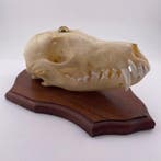 Rode vos Schedel - Vulpes vulpes - 8.46 cm - 5.3 cm - 16.2