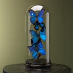 Vlinders in Stolp Taxidermie Opgezette Dieren By Max, Ophalen of Verzenden, Nieuw, Insect, Opgezet dier
