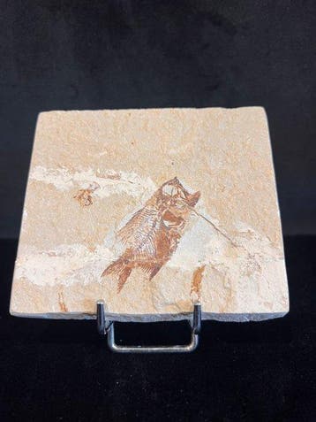 fossiele vis - Fossiel skelet - Ctenothrissa - 9 cm - 10.5, Verzamelen, Mineralen en Fossielen