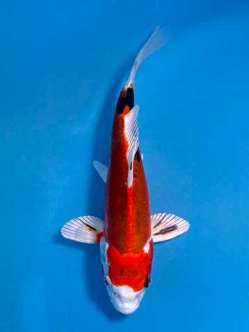 Japanse koi veilingen voor elk budget www.koiveiling.com, Dieren en Toebehoren, Karper of Koi