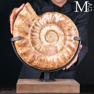 Grote ammoniet - Oerzee Douvilleiceras - Hoogte: 510 mm -