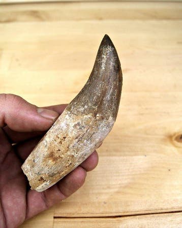 Walvis - Fossiele tand - Basilosaurus - 11.4 cm