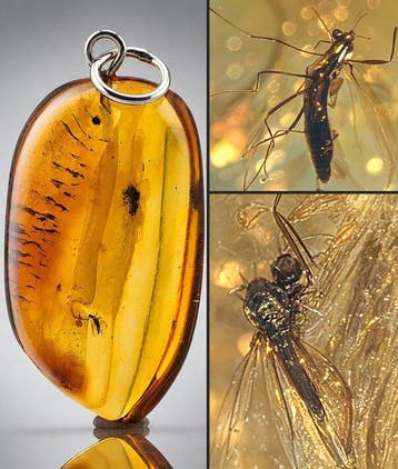 Echte Baltische Amberhanger – twee parasitaire wespen –
