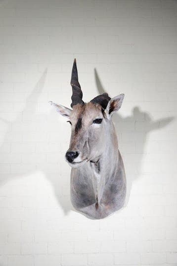 Large Safari head-mount Taxidermie wandmontage - Eland -, Nieuw