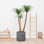 Green Bubble - Beaucarnea Multi Stam XXL - 170cm - Ø70 cm, Ophalen of Verzenden