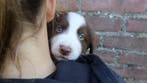 Lieve en schattige niet ras pups te koop, Dieren en Toebehoren, Parvo, Nederland, 8 tot 15 weken, Meerdere