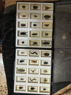 Themacollectie - Verzameling van 30 echte insectenexemplaren