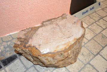 Versteend hout - Gefossiliseerd hout - 27 cm - 17 cm