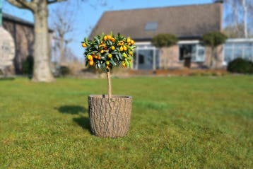Plantenbak Fiberclay 35x35x34 cm Boomschorsmotief, Tuin en Terras, Bloembakken en Plantenbakken, Verzenden, Nieuw, Rond