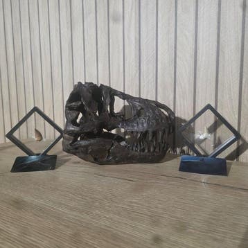 Dinosaurus Schedel - Prehistorische set: Otodus Obliquus-