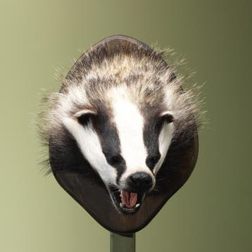 Das Taxidermie Opgezette Dieren By Max, Ophalen of Verzenden, Nieuw, Wild dier, Opgezet dier
