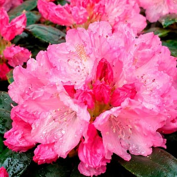 Rhododendron yakushimanum Kalinka container (P19) Raskleur, Verzenden, Overige soorten, Halfschaduw