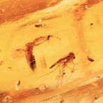 Leeftijd: Ongeveer 1–2 miljoen jaar (Pleistocene) - Copal