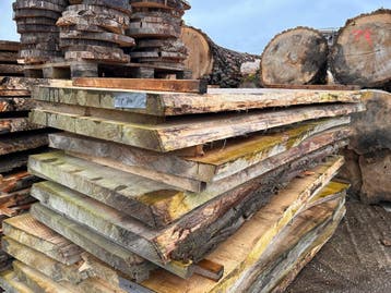 6X Boomstambladen, complete partij 420,- REF 790, Nieuw, Ophalen of Verzenden, 250 tot 300 cm, Plank