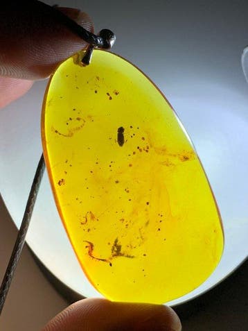 Natuurlijke Birmese insectenamber Grote barnsteenhanger met