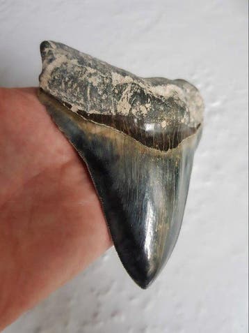 Megalodon - Fossiele tand - 12.6 cm - 10 cm, Verzamelen