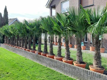 Trachycarpus Fortunei, winterharde palmboom/palmbomen, Ophalen