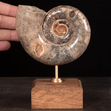 Lytoceras Fimbriatum fossiel ammoniet op houten en messing